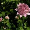 Fotografia 9 da espécie Astrantia major do Jardim Botânico UTAD