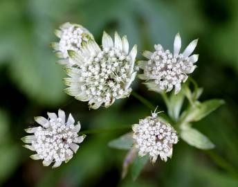 Fotografia da espécie Astrantia major