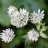 Fotografia 10 da espécie Astrantia major do Jardim Botânico UTAD