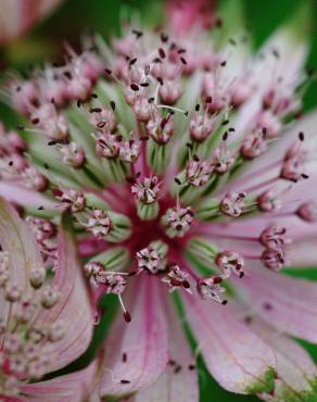 Fotografia 11 da espécie Astrantia major no Jardim Botânico UTAD