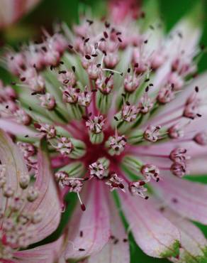 Fotografia 11 da espécie Astrantia major no Jardim Botânico UTAD