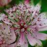 Fotografia 11 da espécie Astrantia major do Jardim Botânico UTAD