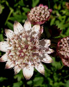 Fotografia 12 da espécie Astrantia major no Jardim Botânico UTAD