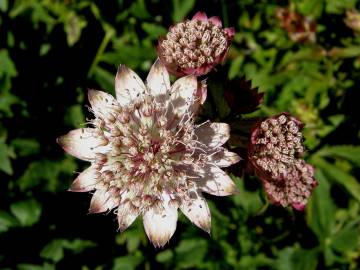 Fotografia da espécie Astrantia major