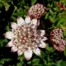 Fotografia 12 da espécie Astrantia major do Jardim Botânico UTAD