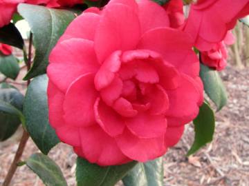 Fotografia da espécie Camellia japonica var. japonica