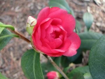 Fotografia da espécie Camellia japonica var. japonica