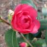 Fotografia 3 da espécie Camellia japonica var. japonica do Jardim Botânico UTAD