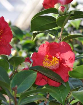 Fotografia 4 da espécie Camellia japonica var. japonica no Jardim Botânico UTAD