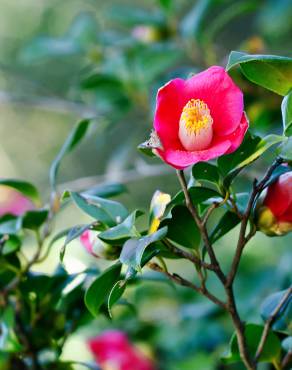 Fotografia 5 da espécie Camellia japonica var. japonica no Jardim Botânico UTAD