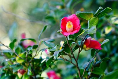 Fotografia da espécie Camellia japonica var. japonica