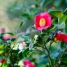 Fotografia 5 da espécie Camellia japonica var. japonica do Jardim Botânico UTAD