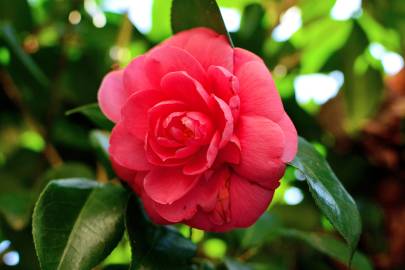 Fotografia da espécie Camellia japonica var. japonica