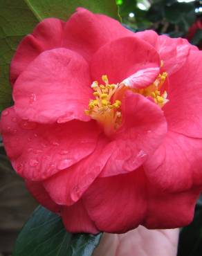 Fotografia 7 da espécie Camellia japonica var. japonica no Jardim Botânico UTAD