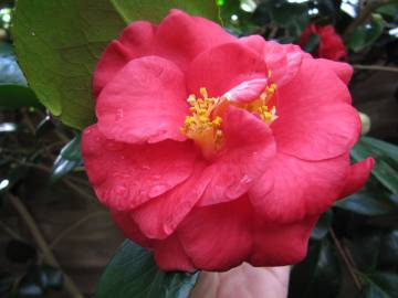 Fotografia da espécie Camellia japonica var. japonica