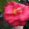 Fotografia 7 da espécie Camellia japonica var. japonica do Jardim Botânico UTAD