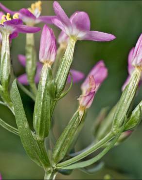 Fotografia 7 da espécie Centaurium tenuiflorum no Jardim Botânico UTAD