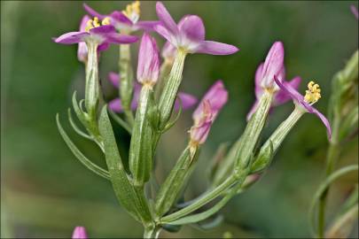 Fotografia da espécie Centaurium tenuiflorum