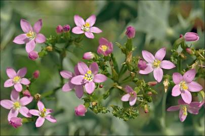 Fotografia da espécie Centaurium tenuiflorum