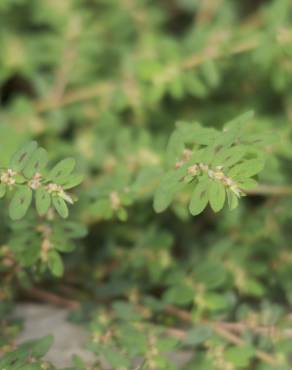 Fotografia 7 da espécie Chamaesyce maculata no Jardim Botânico UTAD