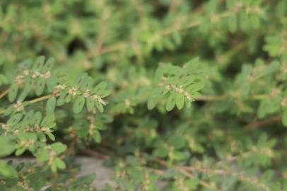 Fotografia da espécie Chamaesyce maculata