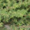 Fotografia 7 da espécie Chamaesyce maculata do Jardim Botânico UTAD
