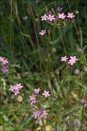 Fotografia da espécie Centaurium tenuiflorum