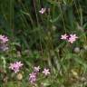 Fotografia 9 da espécie Centaurium tenuiflorum do Jardim Botânico UTAD