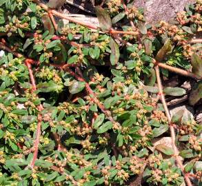 Fotografia da espécie Chamaesyce maculata