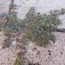 Fotografia 11 da espécie Chamaesyce maculata do Jardim Botânico UTAD