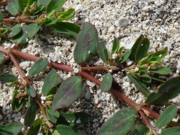 Fotografia da espécie Chamaesyce maculata