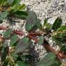 Fotografia 12 da espécie Chamaesyce maculata do Jardim Botânico UTAD