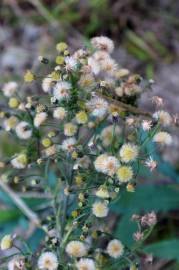 Fotografia da espécie Erigeron sumatrensis