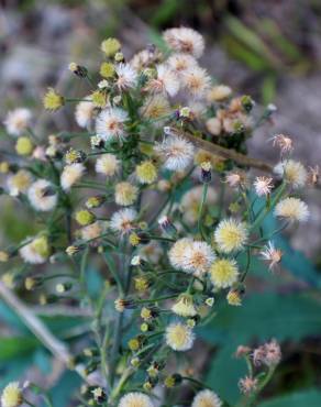 Fotografia 5 da espécie Erigeron sumatrensis no Jardim Botânico UTAD