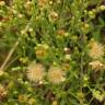 Fotografia 7 da espécie Erigeron sumatrensis do Jardim Botânico UTAD