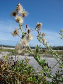 Fotografia da espécie Erigeron bonariensis