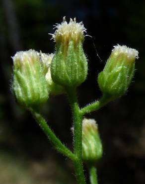 Fotografia 4 da espécie Erigeron bonariensis no Jardim Botânico UTAD