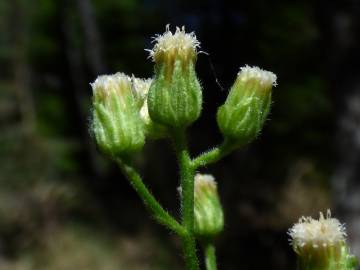 Fotografia da espécie Erigeron bonariensis