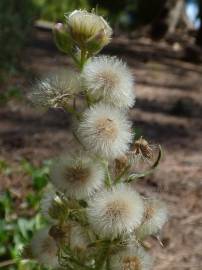 Fotografia da espécie Erigeron bonariensis