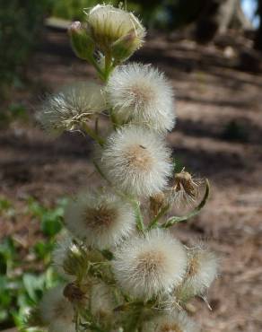 Fotografia 6 da espécie Erigeron bonariensis no Jardim Botânico UTAD