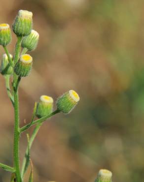 Fotografia 7 da espécie Erigeron bonariensis no Jardim Botânico UTAD