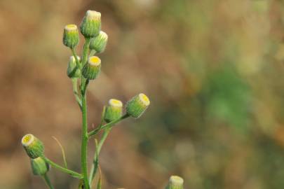 Fotografia da espécie Erigeron bonariensis