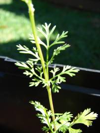 Fotografia da espécie Coriandrum sativum