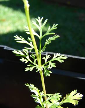 Fotografia 6 da espécie Coriandrum sativum no Jardim Botânico UTAD