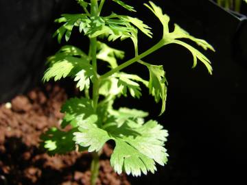 Fotografia da espécie Coriandrum sativum
