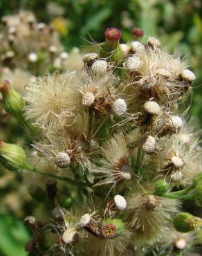 Fotografia 9 da espécie Erigeron bonariensis no Jardim Botânico UTAD