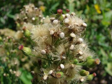 Fotografia da espécie Erigeron bonariensis