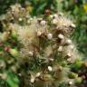 Fotografia 9 da espécie Erigeron bonariensis do Jardim Botânico UTAD