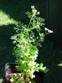 Fotografia da espécie Coriandrum sativum