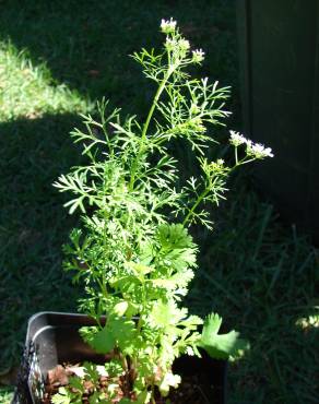 Fotografia 9 da espécie Coriandrum sativum no Jardim Botânico UTAD